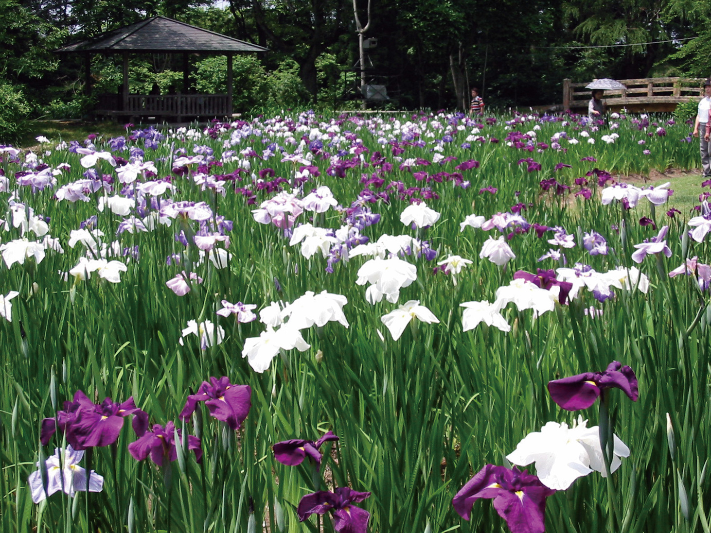 6月には4万株のショウブが咲き誇る行田公園